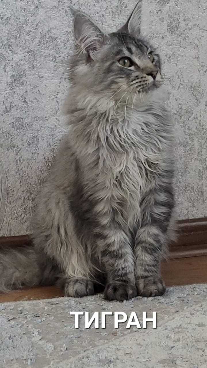 Мейн Кун 8 месяцев, Котенок