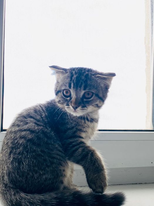 Породистая, очаровательный котёнок с вислоухими ушками ищет дом!
