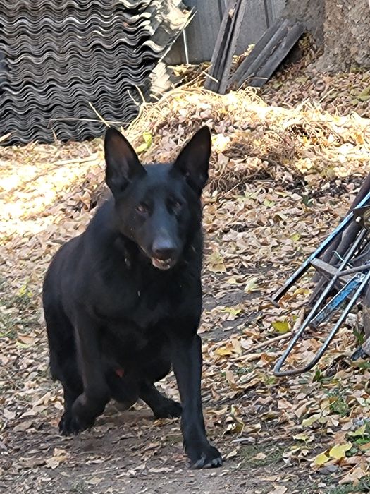 Восточно европейская овчарка Кобель
