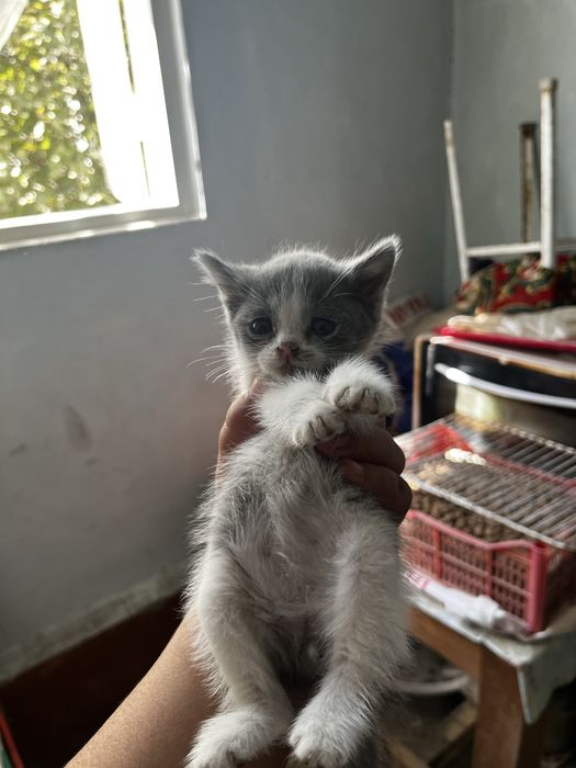 2 oylikdan kattaroq boldi