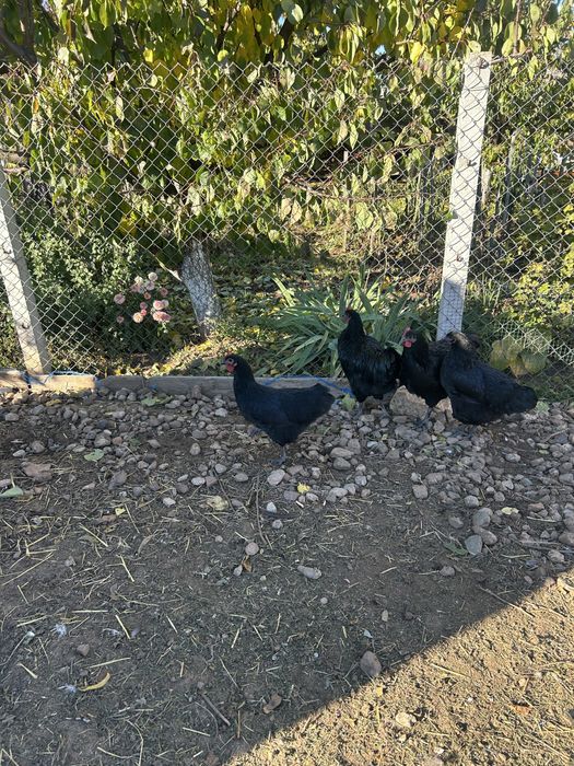 Vand puicuțe australorp negru.Linie adusă din Ungaria