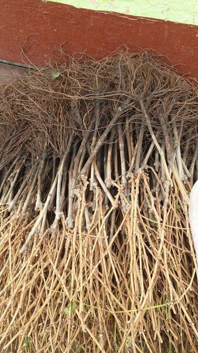 Producător butasi vita de vie