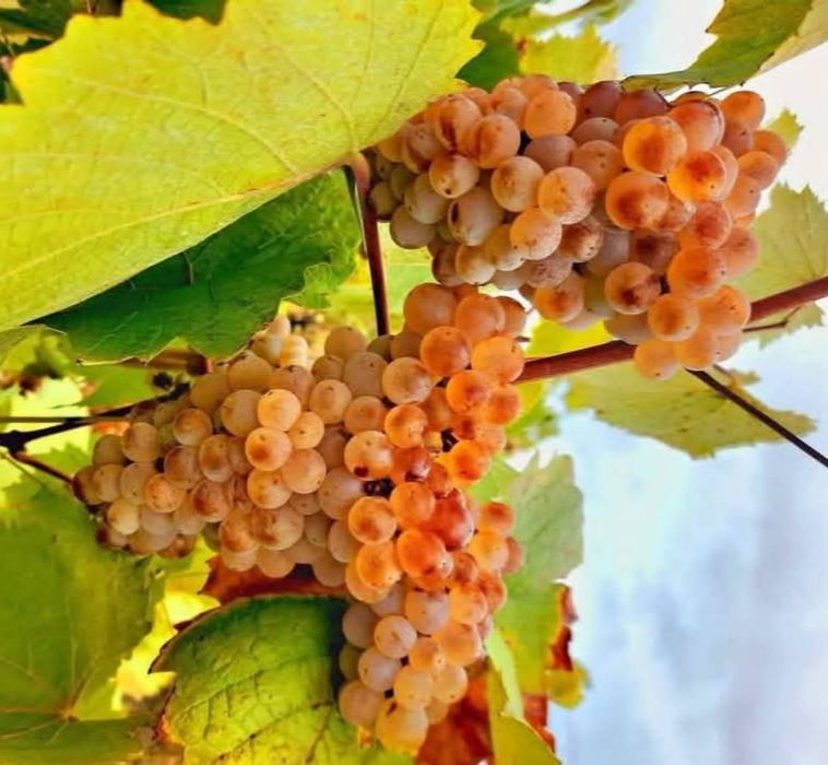 Struguri de vin cocora