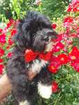 Bichon havanese cu pedigree canisa autorizata FCI si ACHR