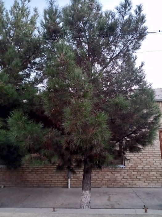 Продаётся ёлка 6. Метровые