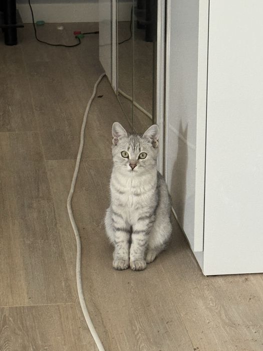 Шотландская кошка