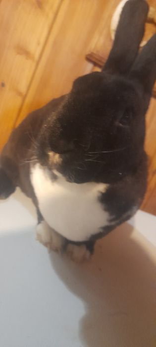 Vand iepure rex dalmațian