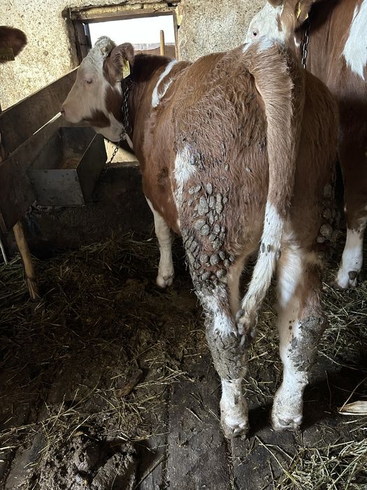 Vând tăuras baltata romaneasca