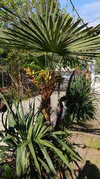 Семена от студоустойчиви палми Трахикарпус