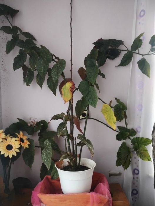 Продавам Кралска бегония.