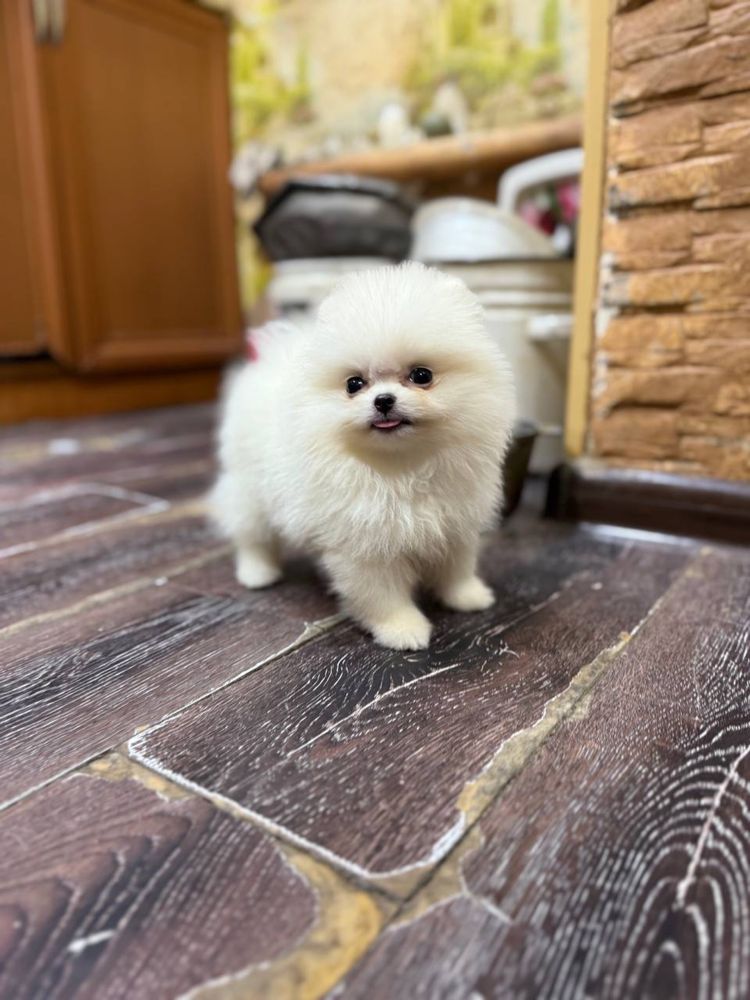Kechuk Sotiladi Pomeranian Spitz