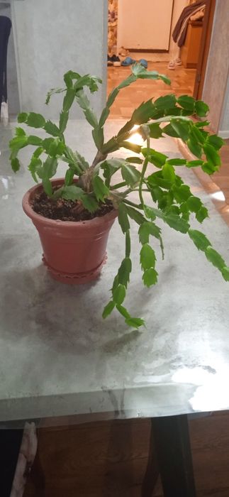 Декабрист домашний цветок