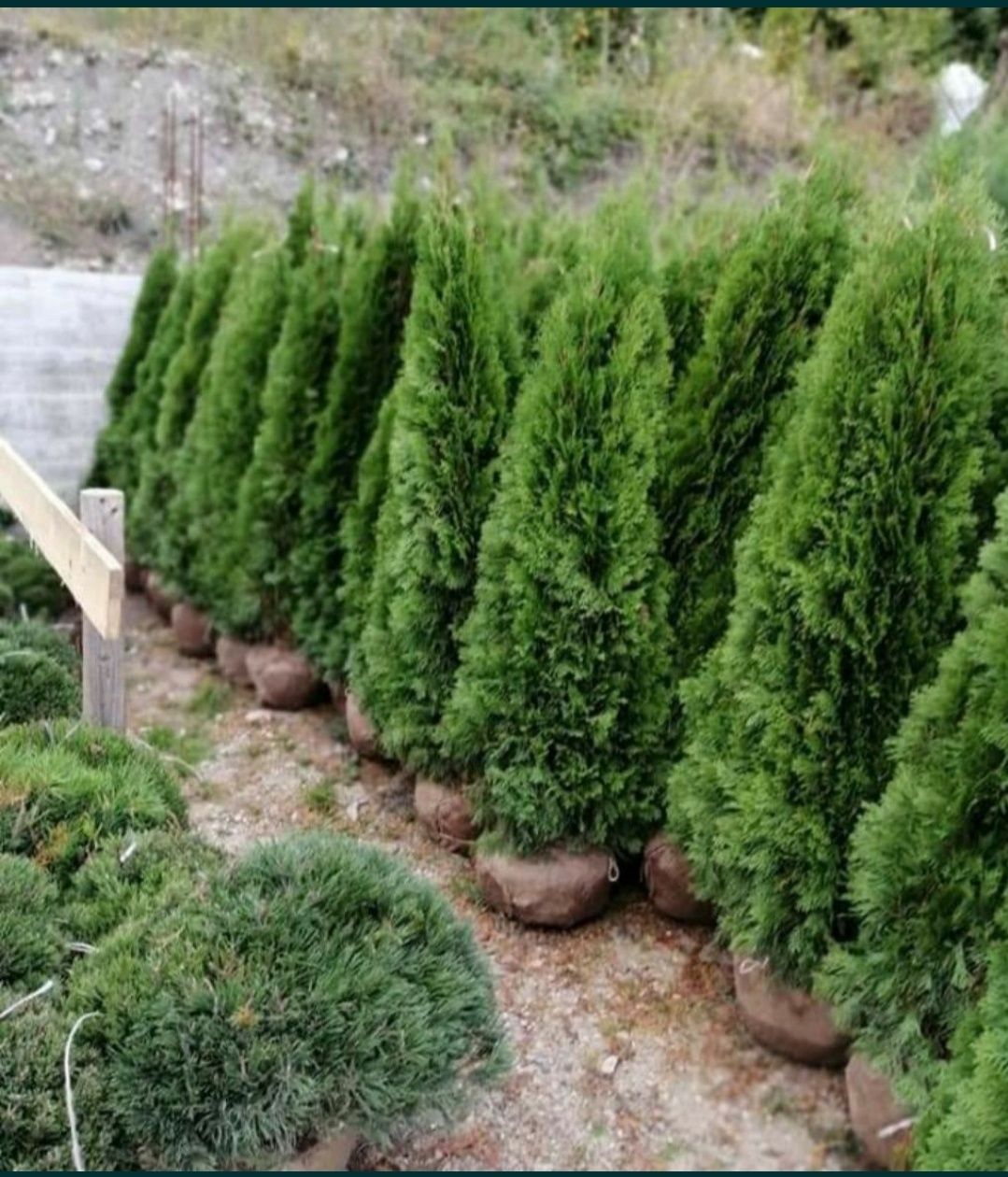 Tuia Smaragd Buxus Tuia spiral