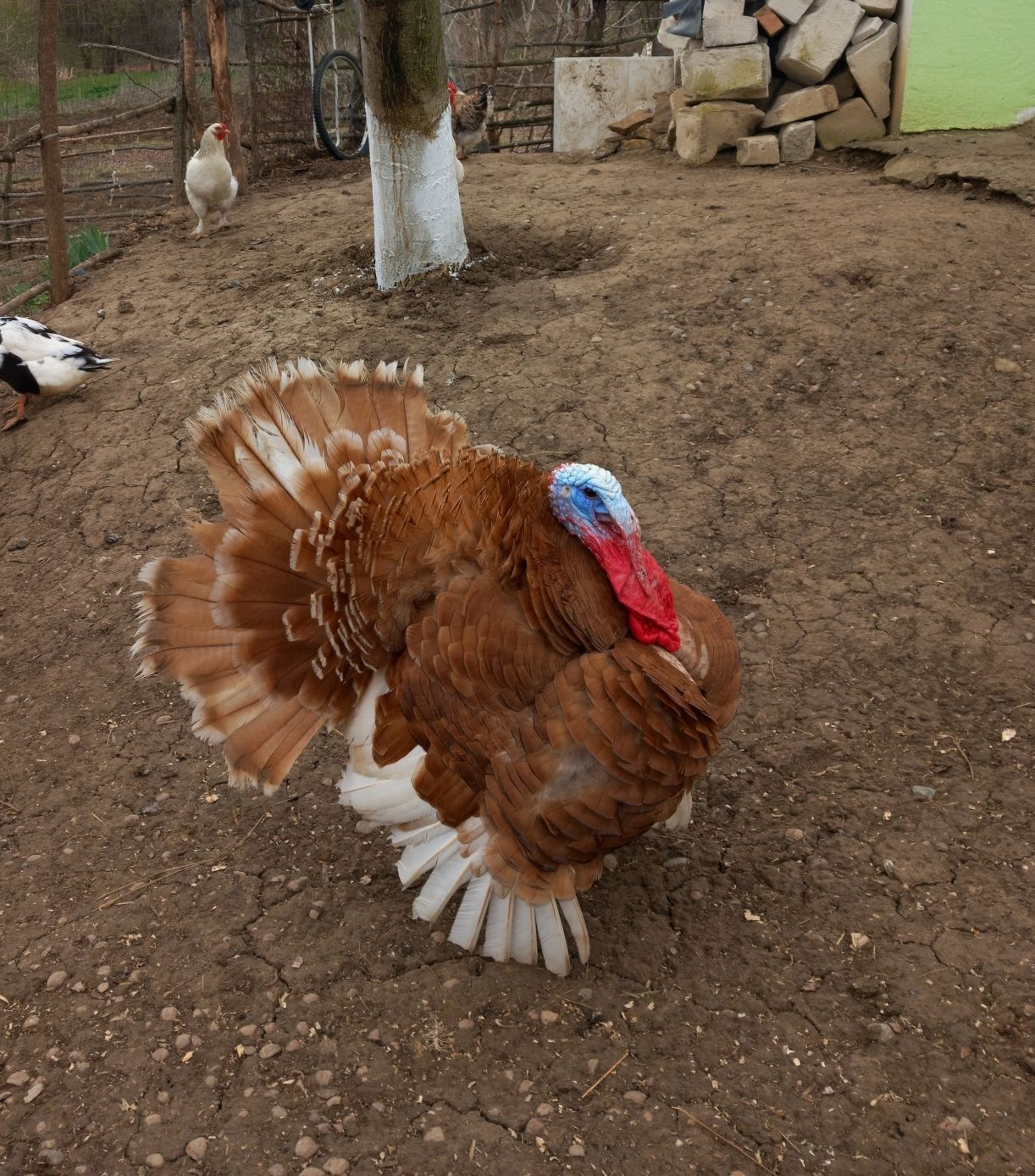 Vând curcan și curca crescute la țară.