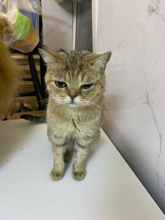 Кошка в добрые руки