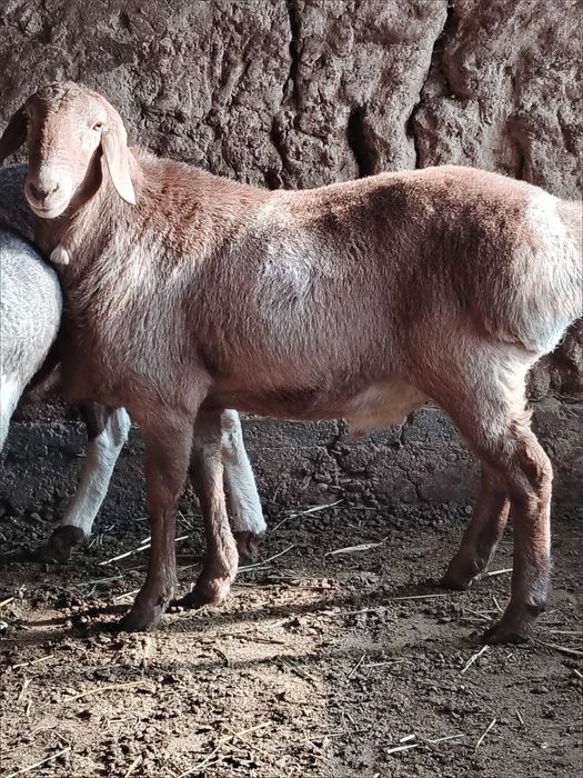 Qo'y arashan sotladi