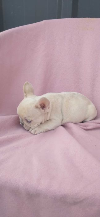 Mascul bulldog francez crem merle