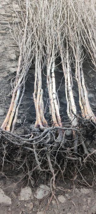 Puieți de mesteacăn alb