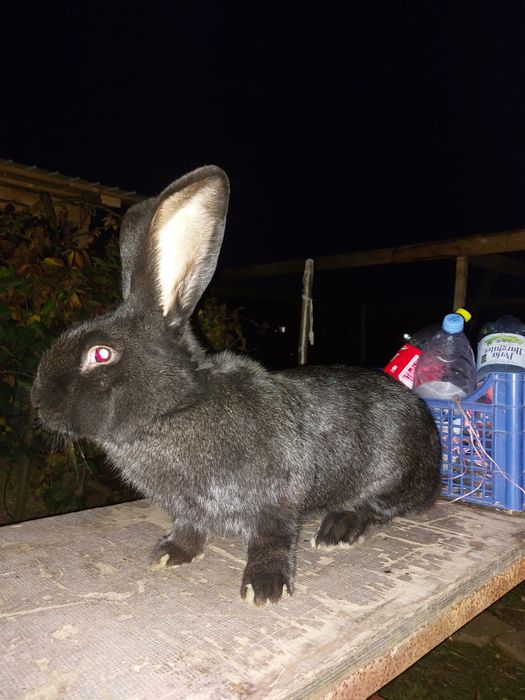 Vând iepure pentru tăiat