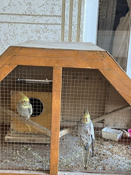 Karella va valnitsiyTuxumga ishlaydiydigan tayyor qushlar sog’lom