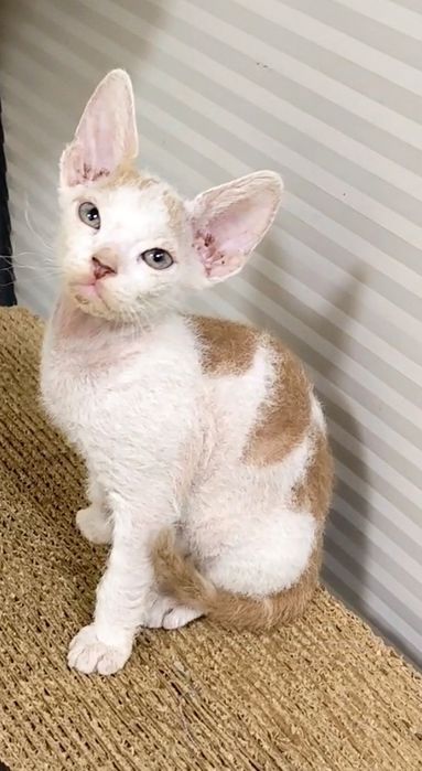 БРАШ с родословието на Донски сфинкс мъжки