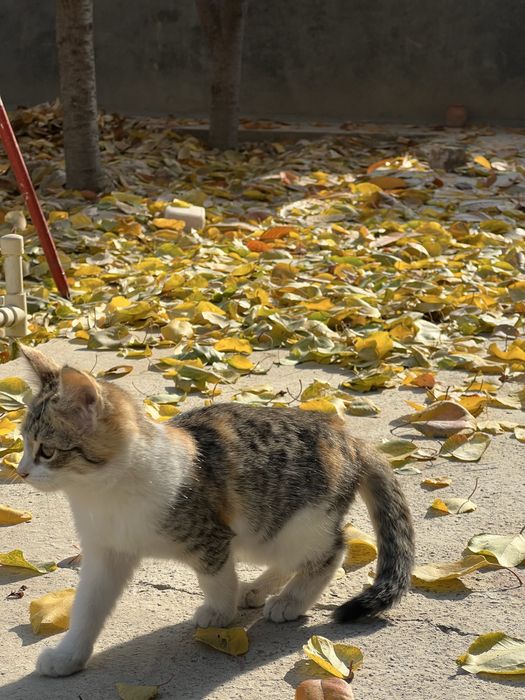 Домашние котята в добрые руки