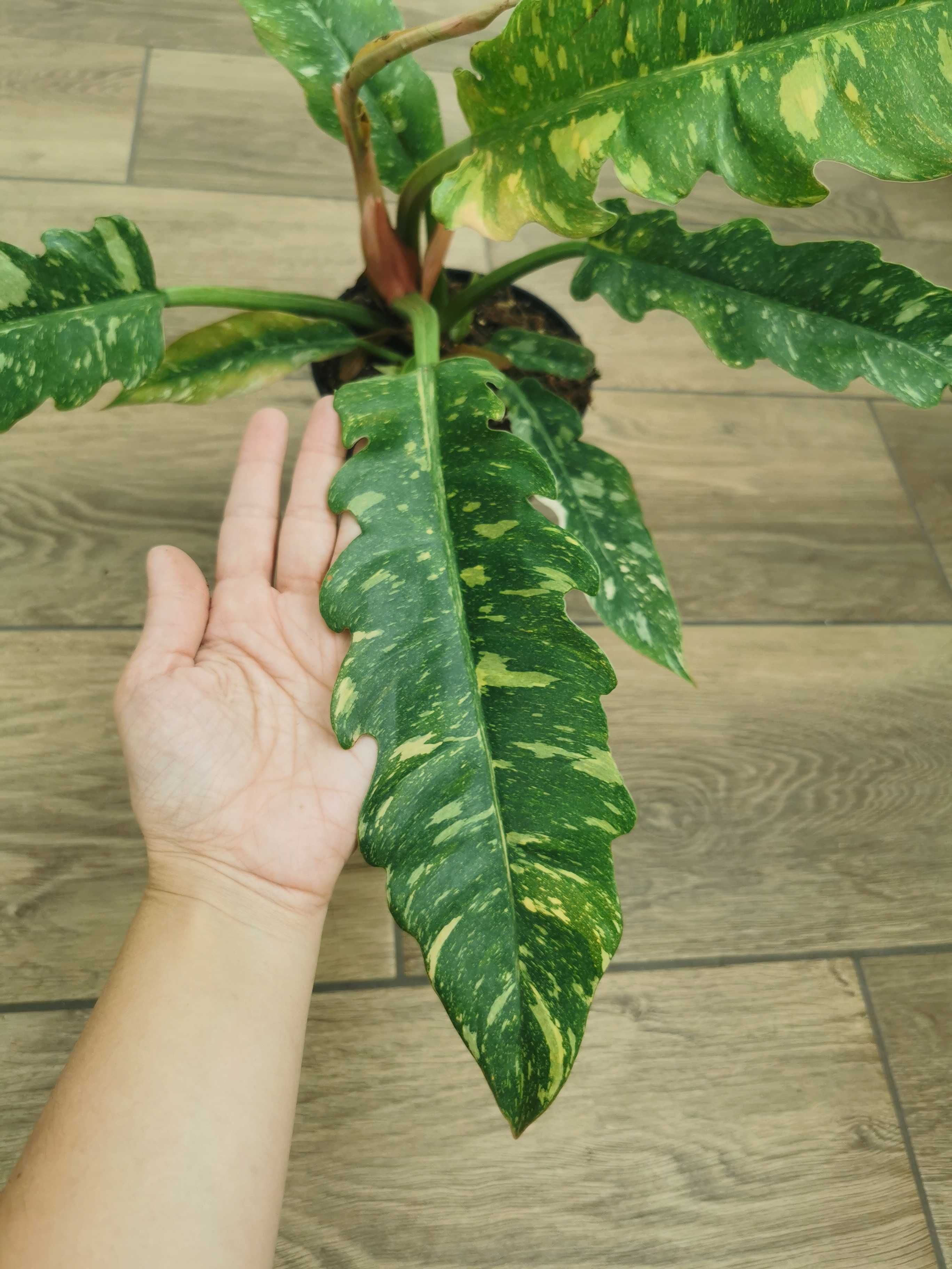 Philodendron ring of fire, planta rara