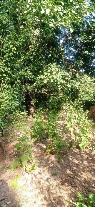 Yer bor sotiladi kadastri bor.