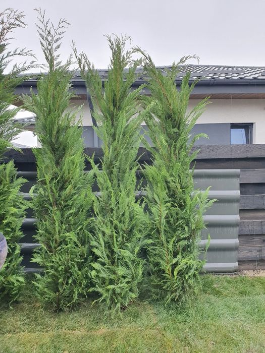 Cupressus leylandii 2.5m - 4m crescuți în ghiveci, super oferta
