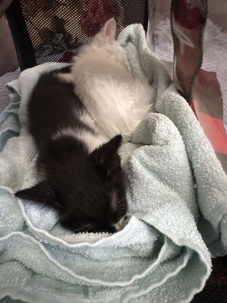 отдадим котят срочно