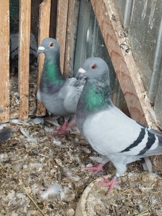 Vând    poștași voiajori