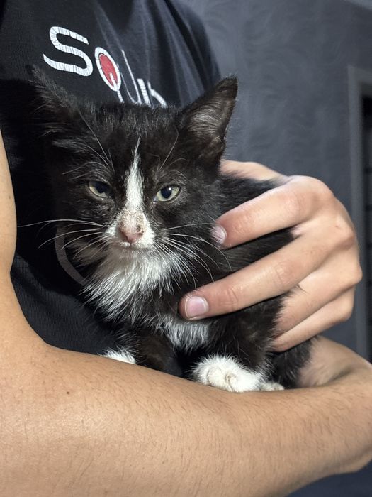 Кошка умная, приученный дому