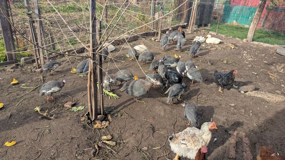 Vând bibilici de carne și oua, urgent și găini 60 lei bucata netăiate