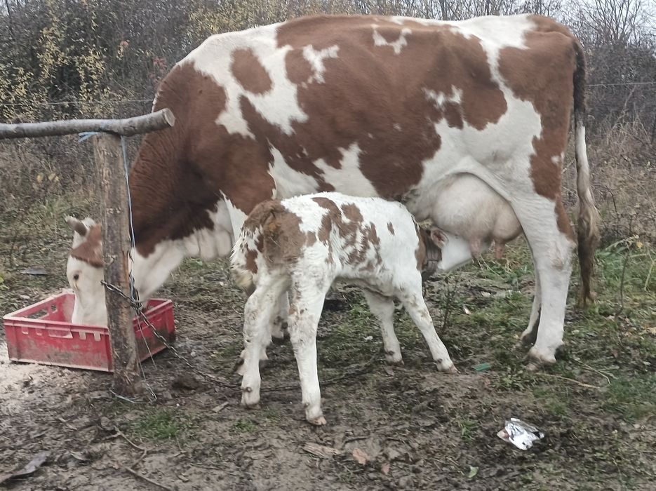 Vînd 3 vaci cu viței fătate recent