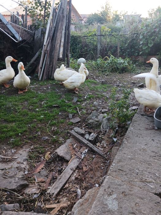 Vind ..8 rate Pekin.