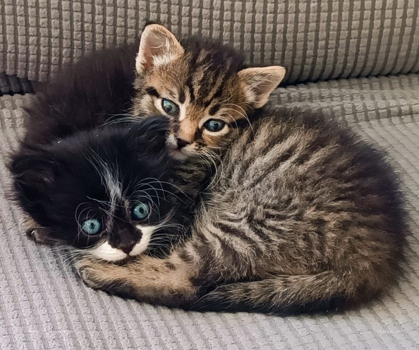 подаряват се котенца