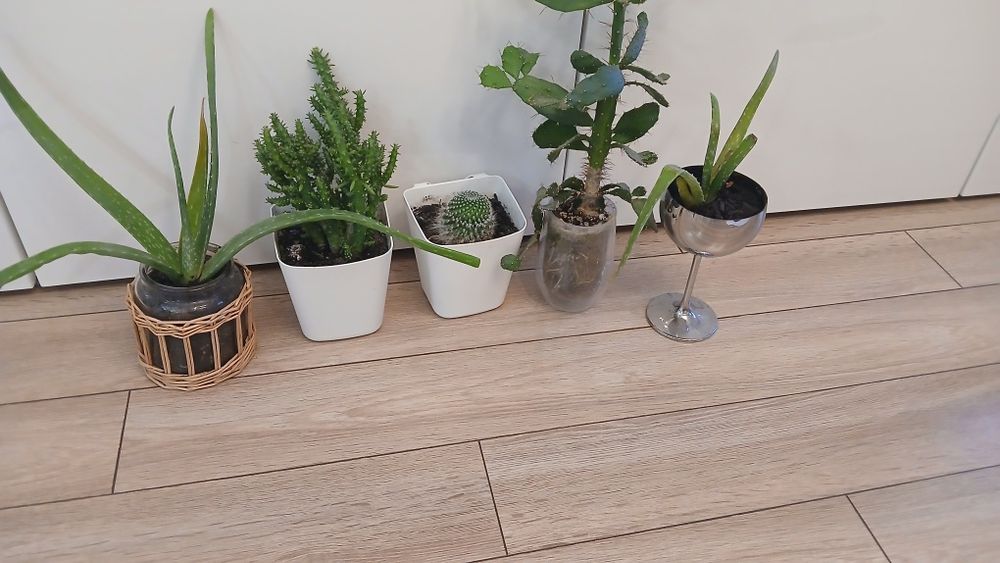 Цветя всички за 22 лв