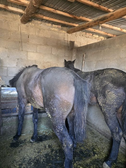 Согым сатамын  .