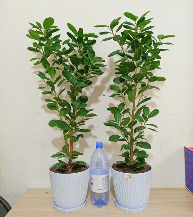 Фикус Миллионерша 72 см мокламе макламе денежное дерево подарок