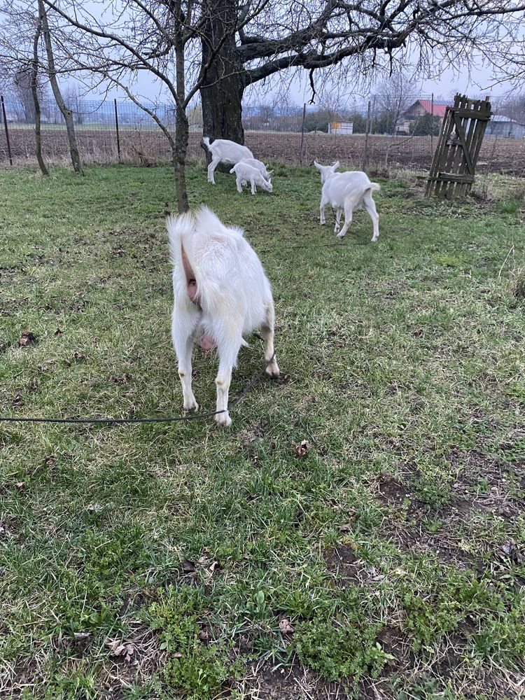 Vând țap sannen