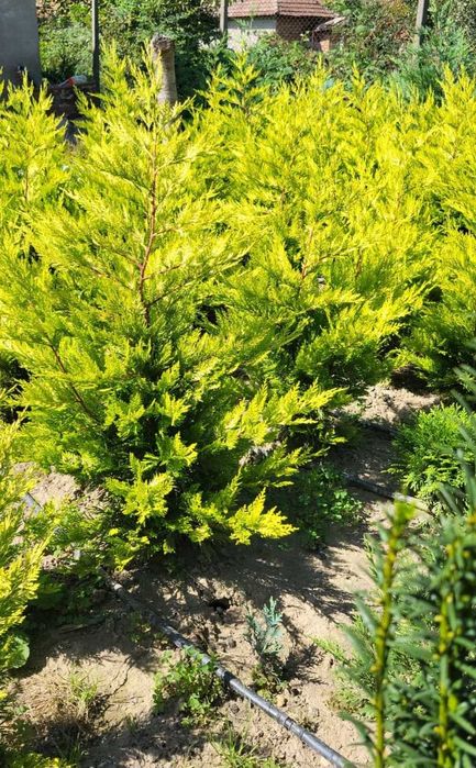 Plante ornamentale Seini/ leylandi