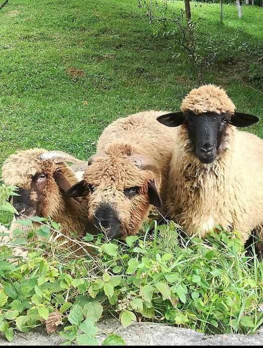 Oi Bucalai de Vanzare