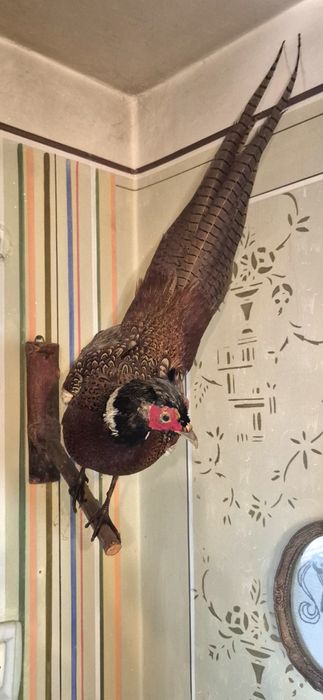 Vând fazani împãiați