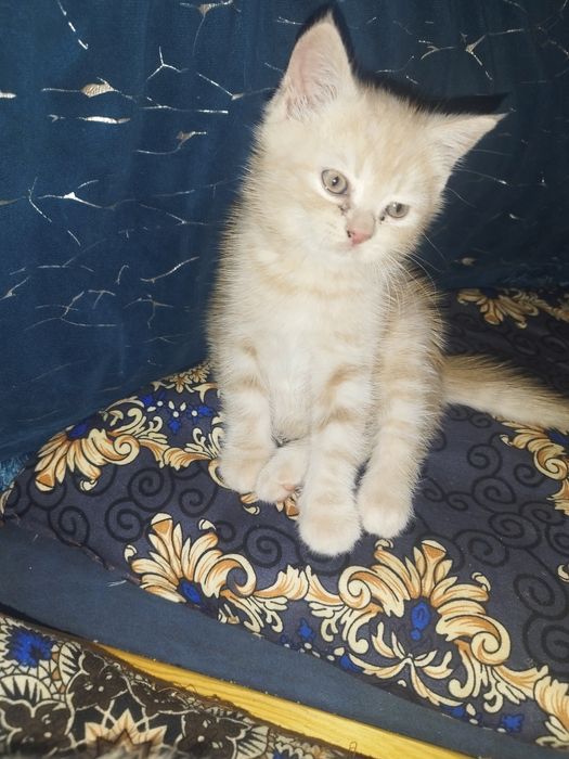 Skotish strayt va fuld