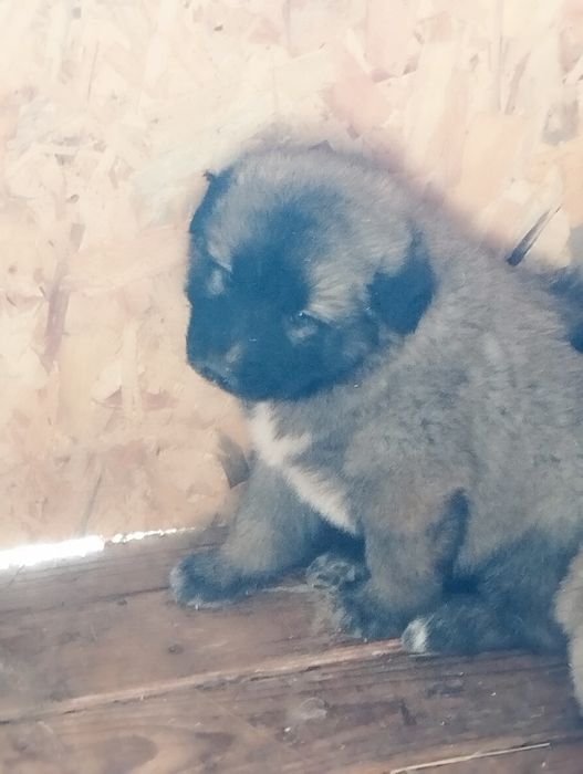 Mascul disponibil de caucazian cu pedigree tip A