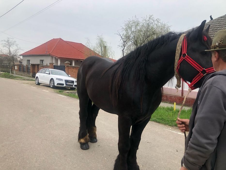 Vând Armăsar în vârstă de 4 ani