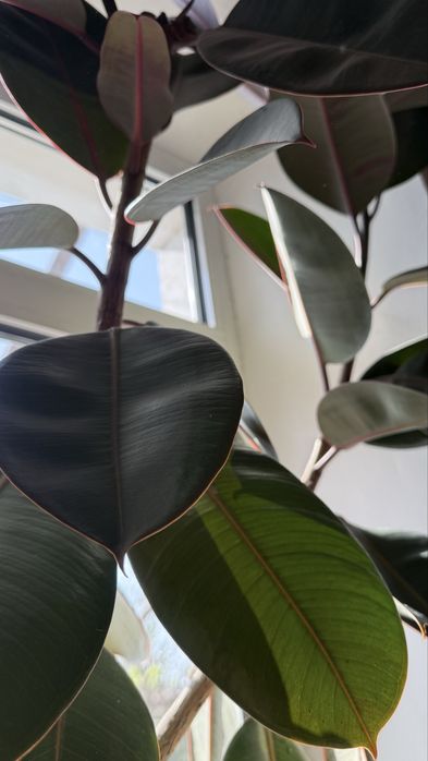 Фикус. 6 лет. Длина 120 см