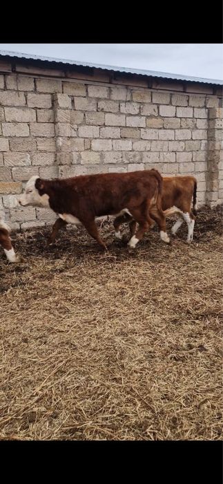 Подсос ұрғашы...