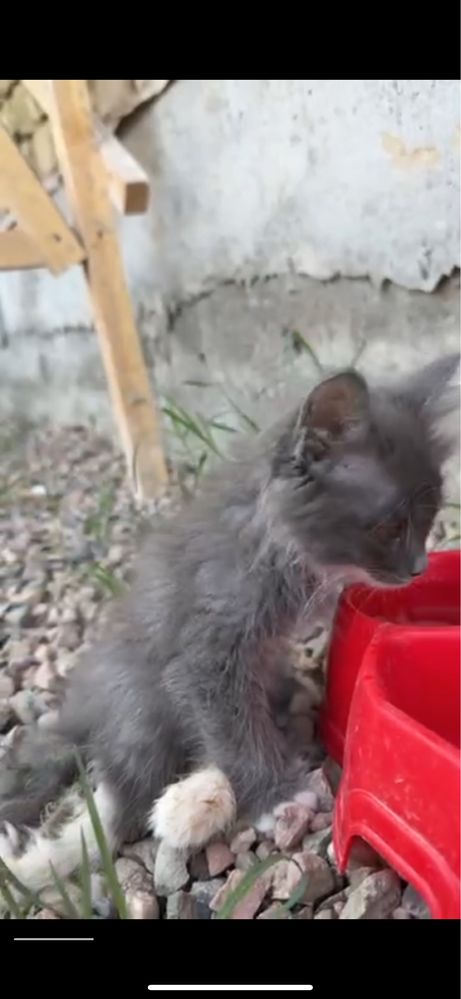 Кошка ищет добрый и заботливый дом.