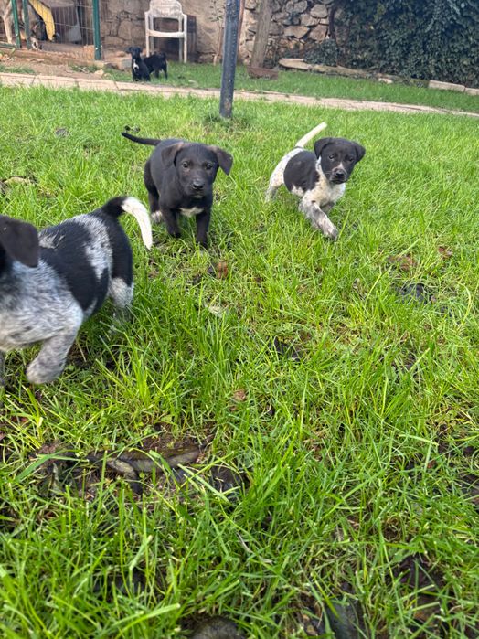 Подарявам кученца